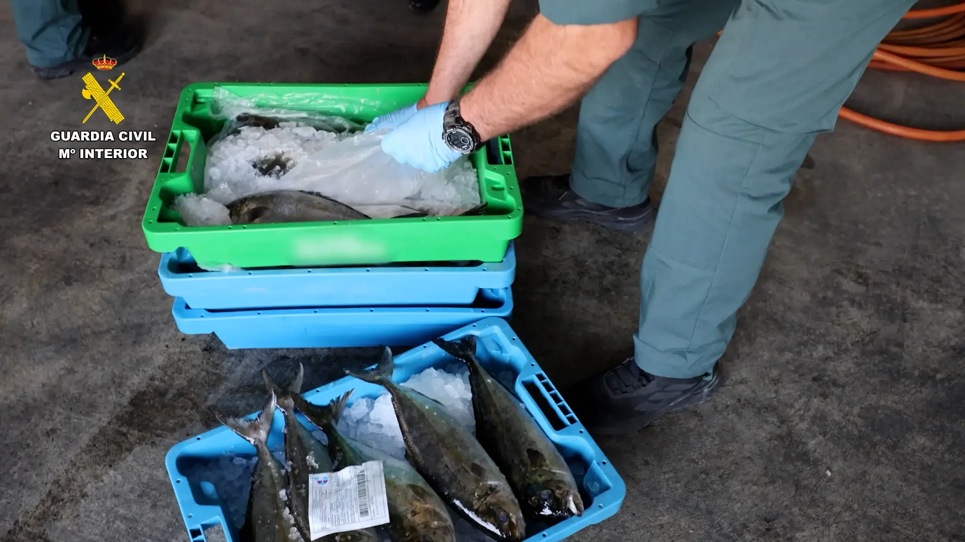 Detienen a dos personas por introducir pescado robado y tratado con medicamentos en el mercado en Alicante