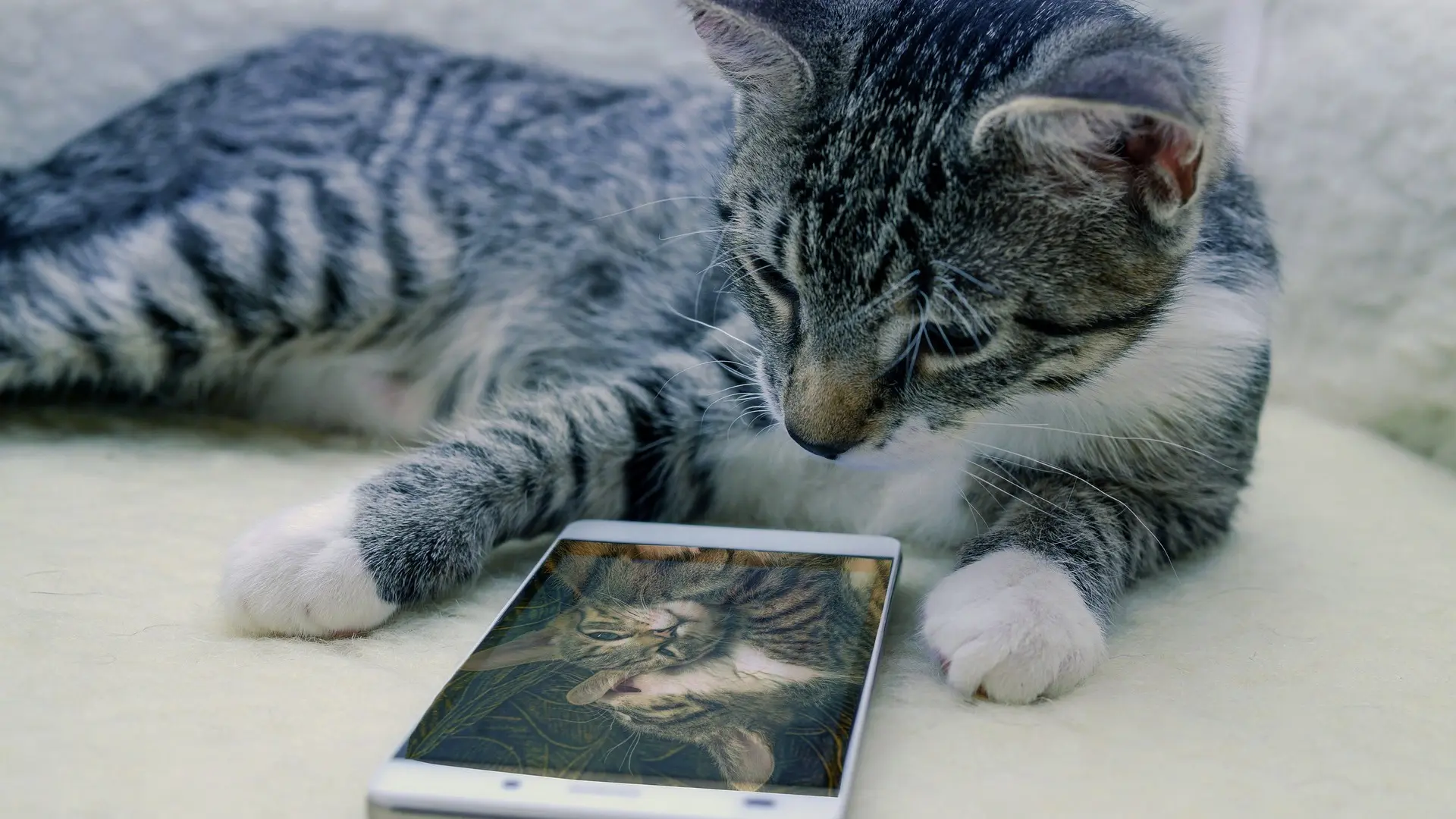 El maltrato invisible detrás de las redes sociales: "En el 82% de los vídeos de animales hay signos de estrés"