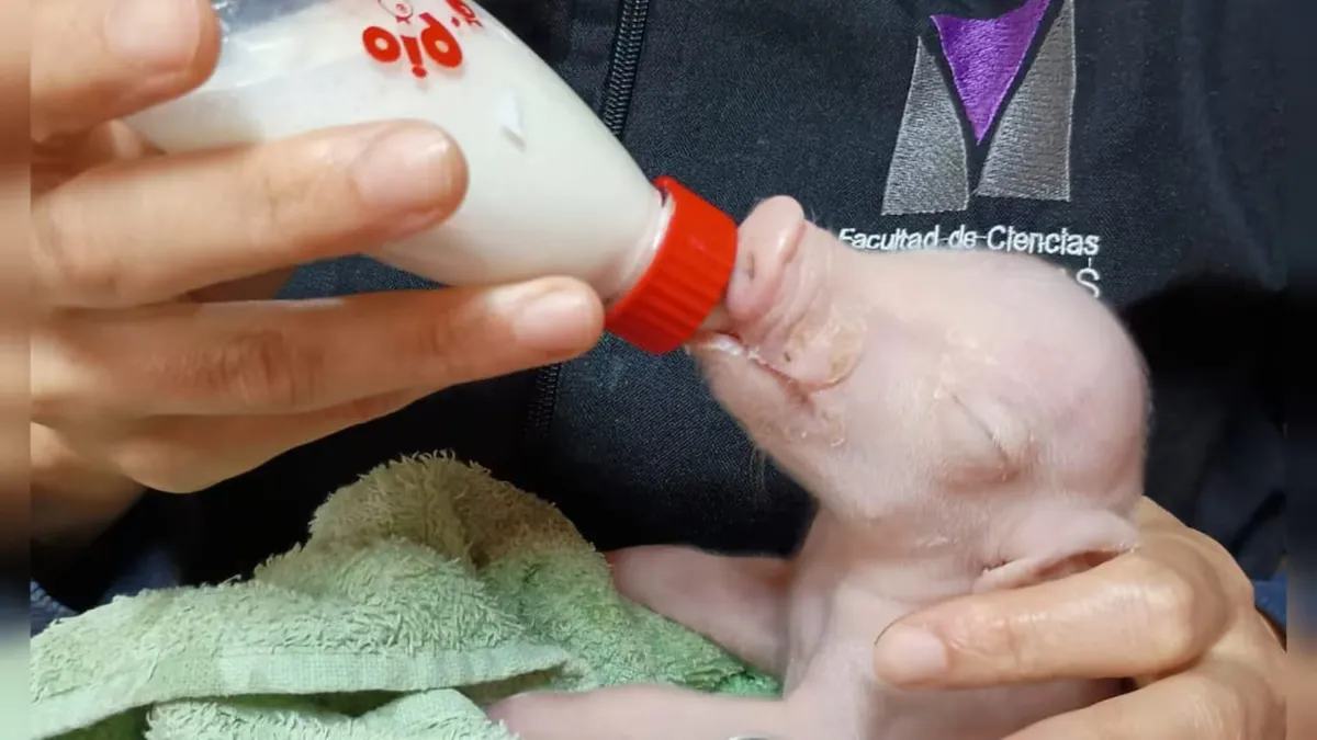 Científicos argentinos lograron un hito histórico: nació un cerdo clonado para futuros trasplantes en humanos