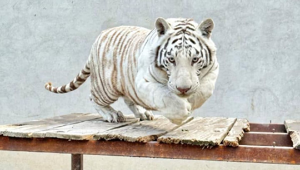 Tigre de Bengala murió por disparos rumbo a zoológico para recuperarse