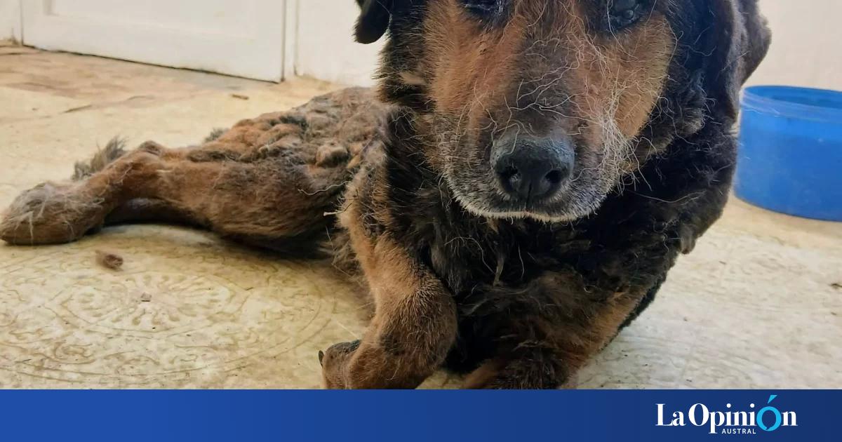 Vida, la perrita rescatada del basural en Río Gallegos, continúa luchando por sobrevivir: "Es fuerte a pesar de sus 12 años"