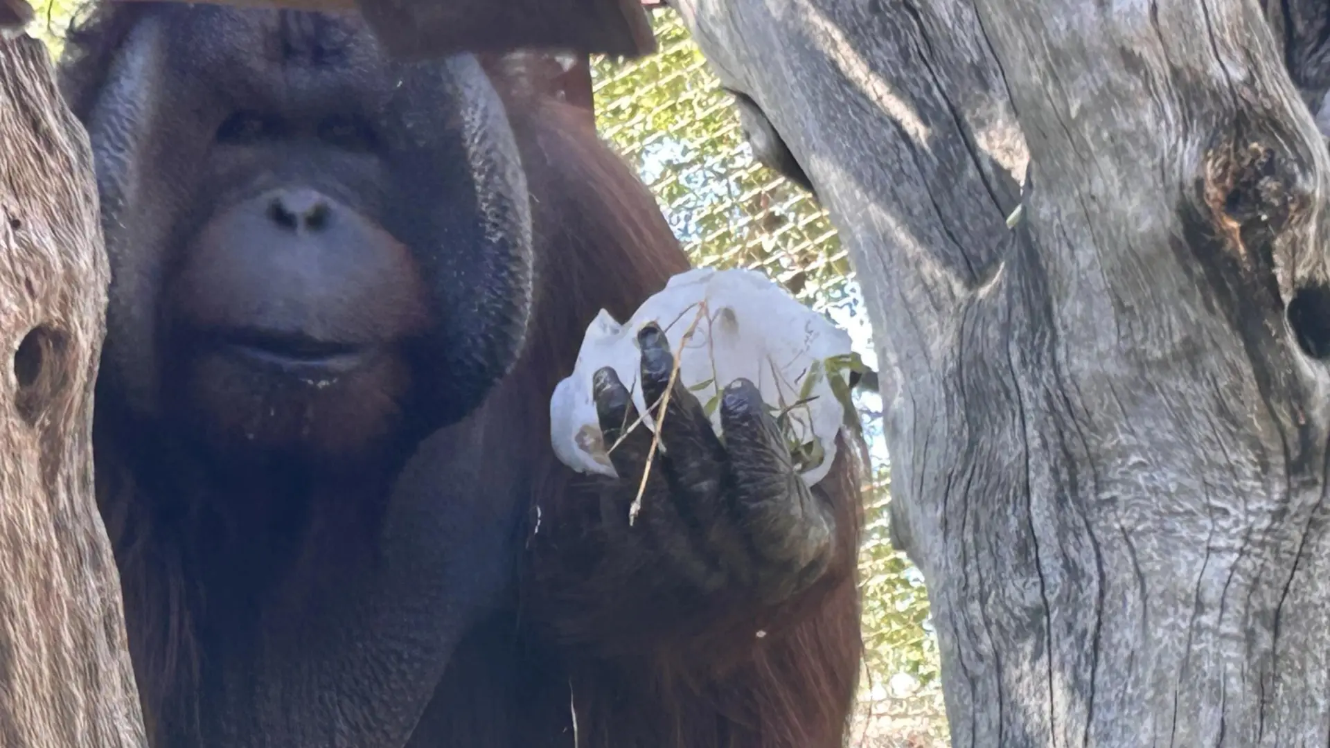 Tigres, orangutanes y osos pandas del Zoo Aquarium Madrid se refrescarán este verano con helados de frutas