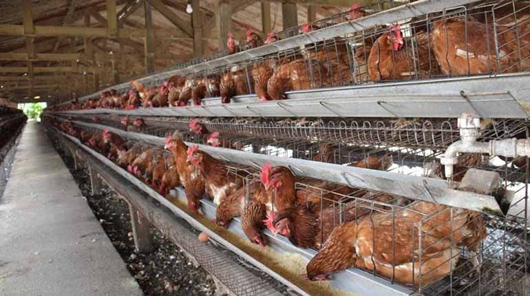 Avicultores aguardan una convocatoria del Gobierno la próxima semana para avanzar en la reactivación del sector