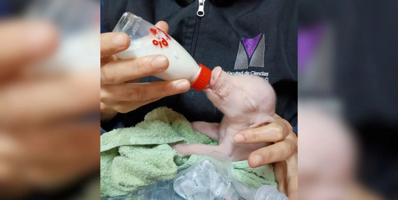 Nació en Argentina el primer cerdo clonado de América Latina diseñado para trasplantes humanos