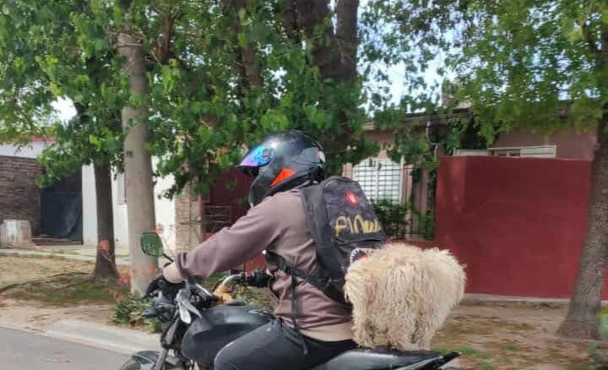 Pomelo: el fiel copiloto