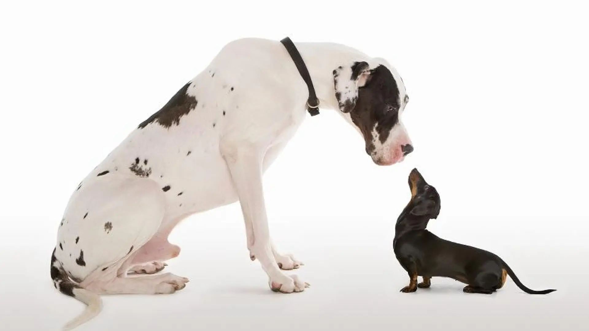 Cómo influye la raza en la forma en la que los perros nos prestan atención