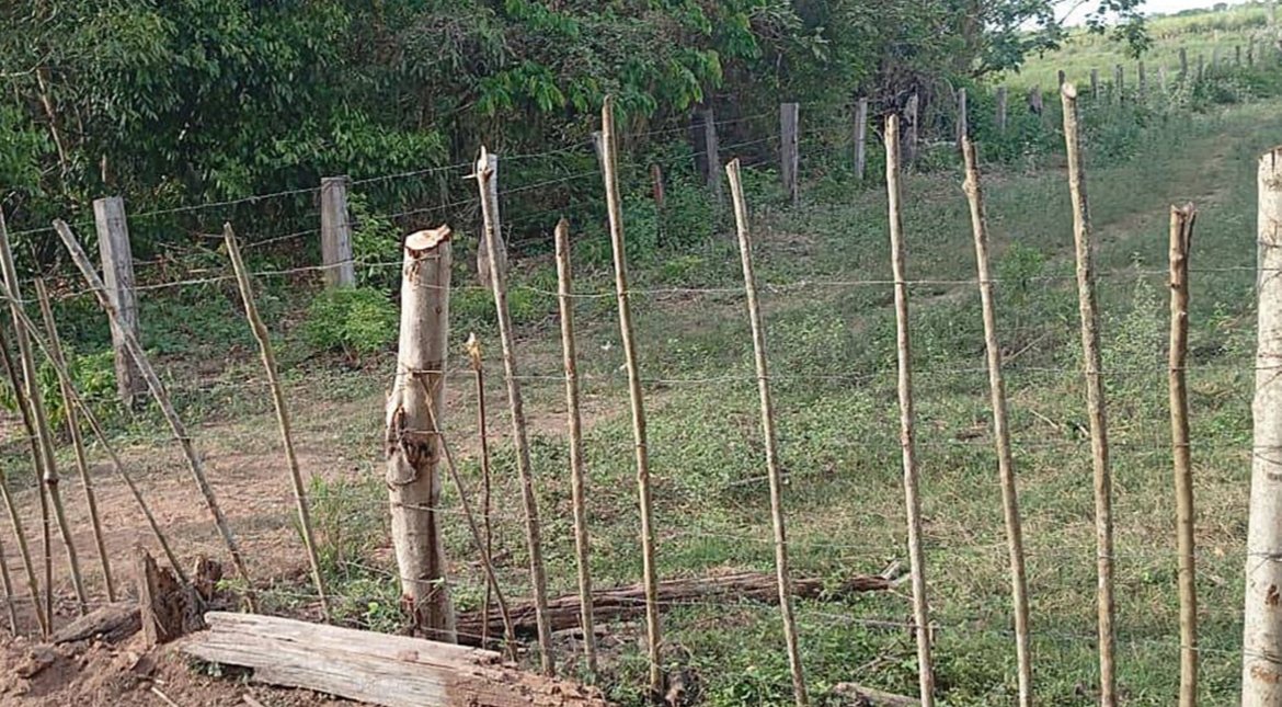 Tape Iguapegui: el grito de una comunidad ava guaraní invadida