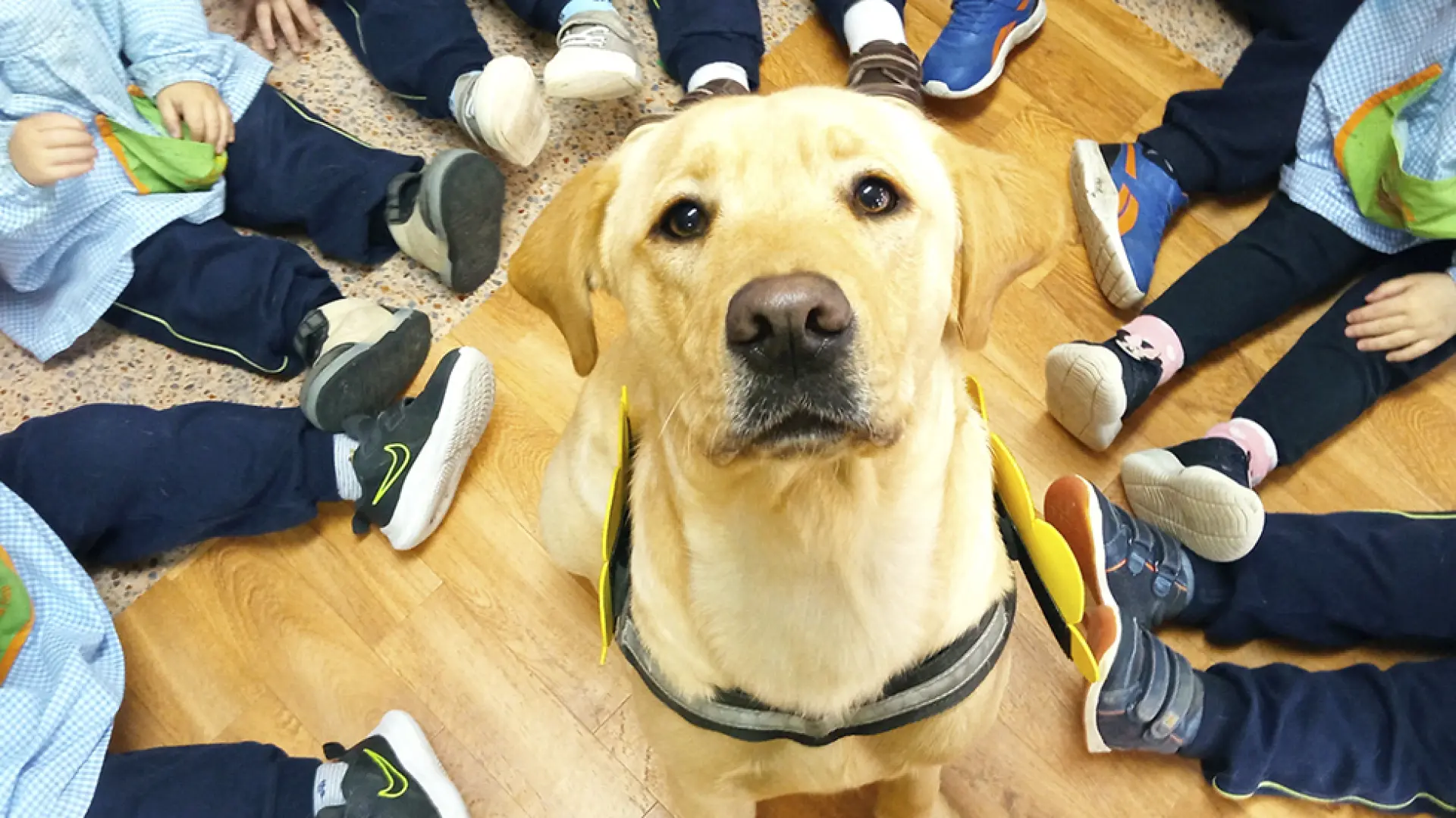 Los 'dogtores' que ayudan a controlar el dolor crónico en una pionera terapia en Chile