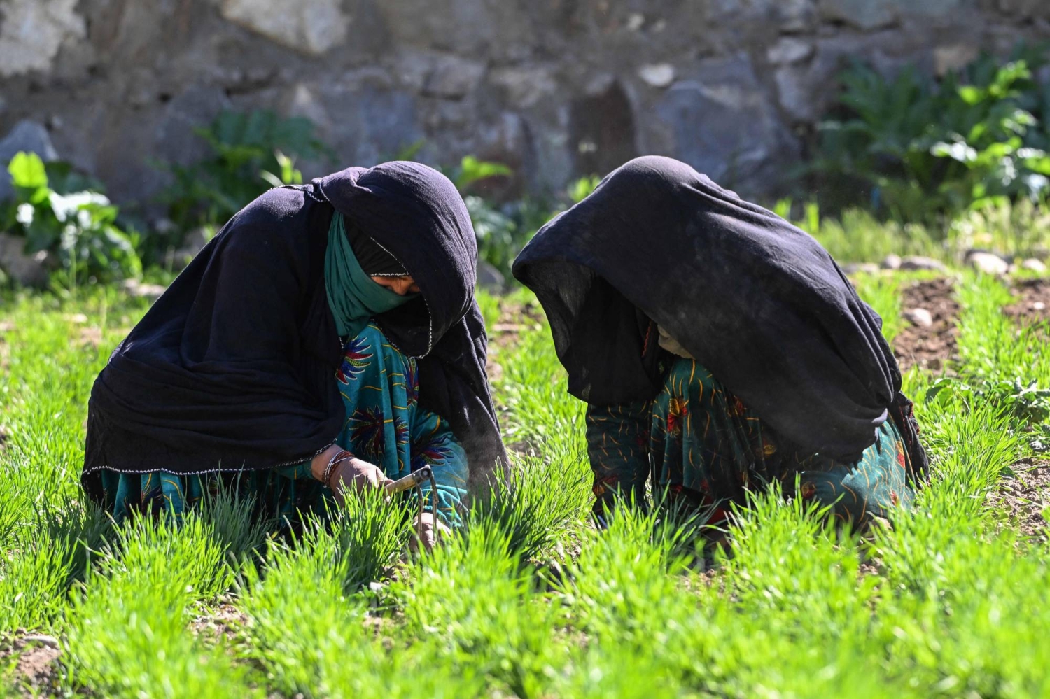 The Afghan women farmers keeping their village alive