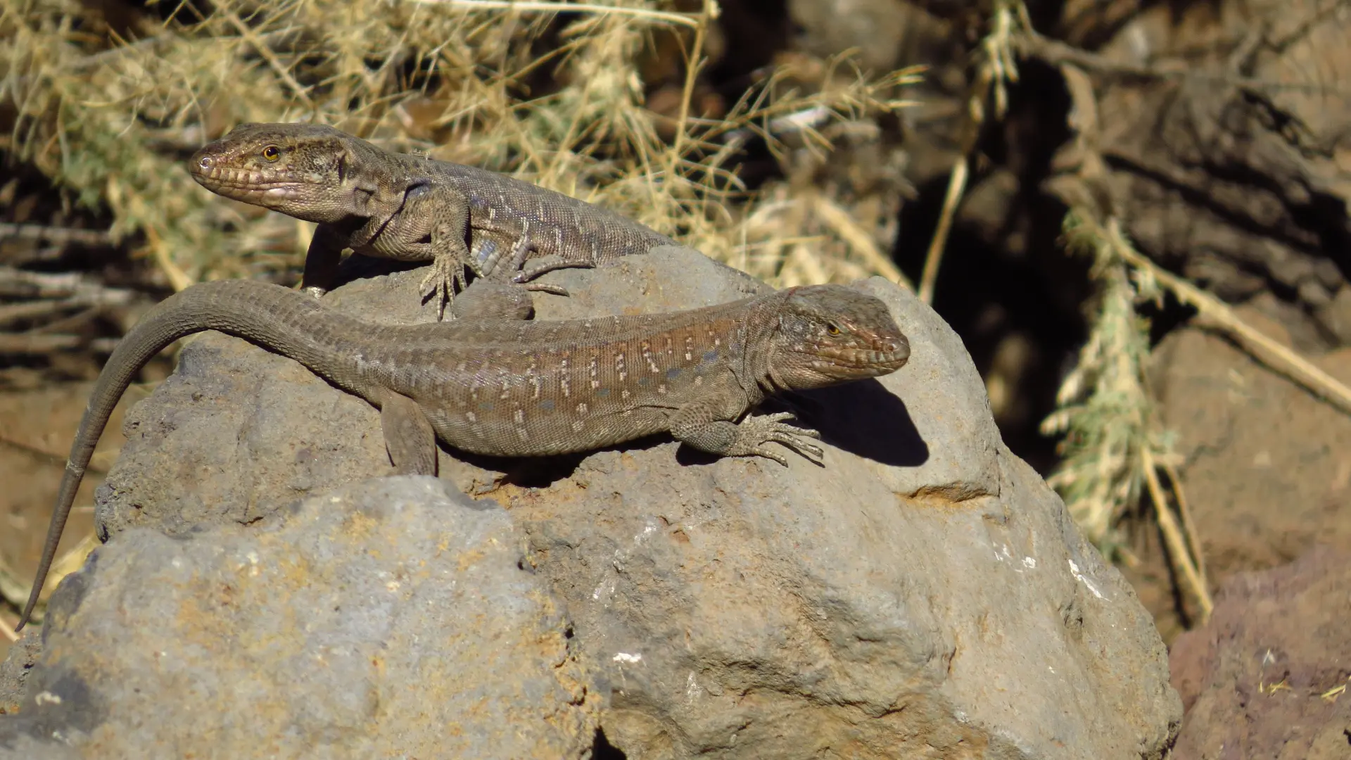 El lagarto tizón de Canarias, en peligro: las colonias de gatos reducen la población