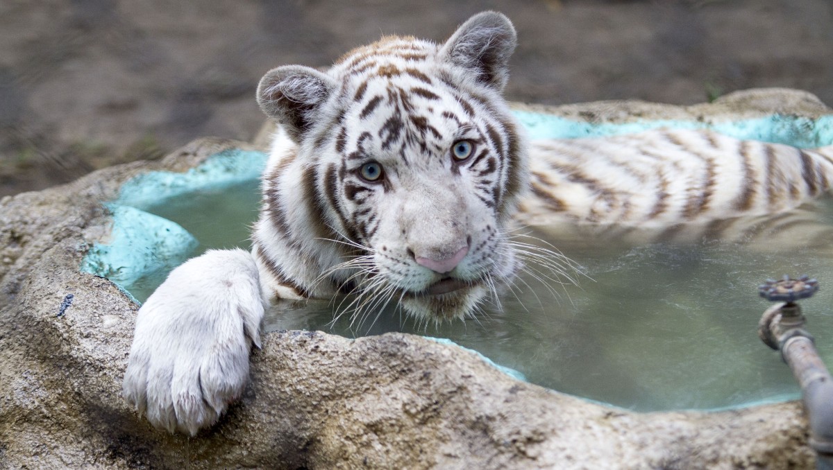 Tigres de Bengala en México: esto sabemos sobre la especie amenazada