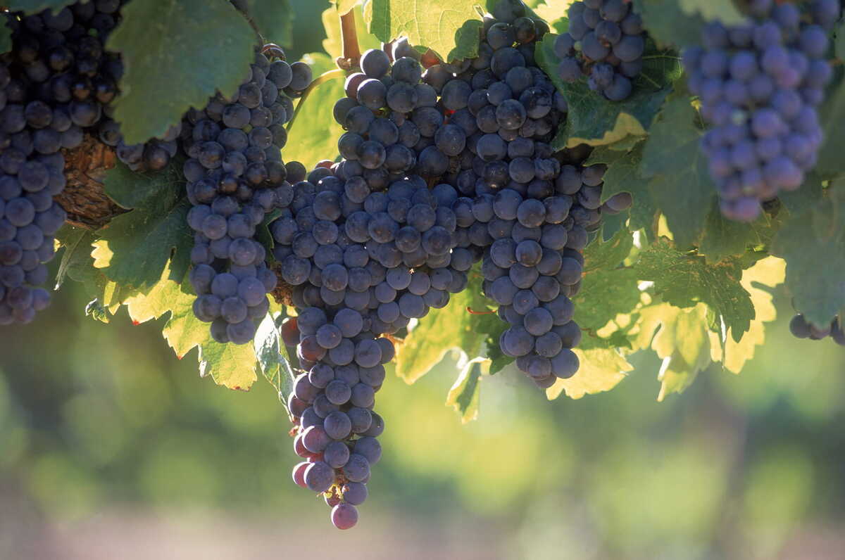 Cuatro vinos que muestran el carácter del Valle de Guadalupe