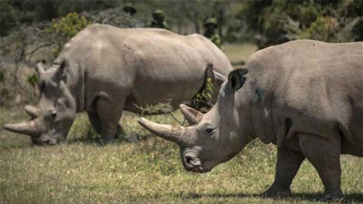 Sudáfrica pierde ante tribunales la prohibición de exportación de cuernos de rinoceronte