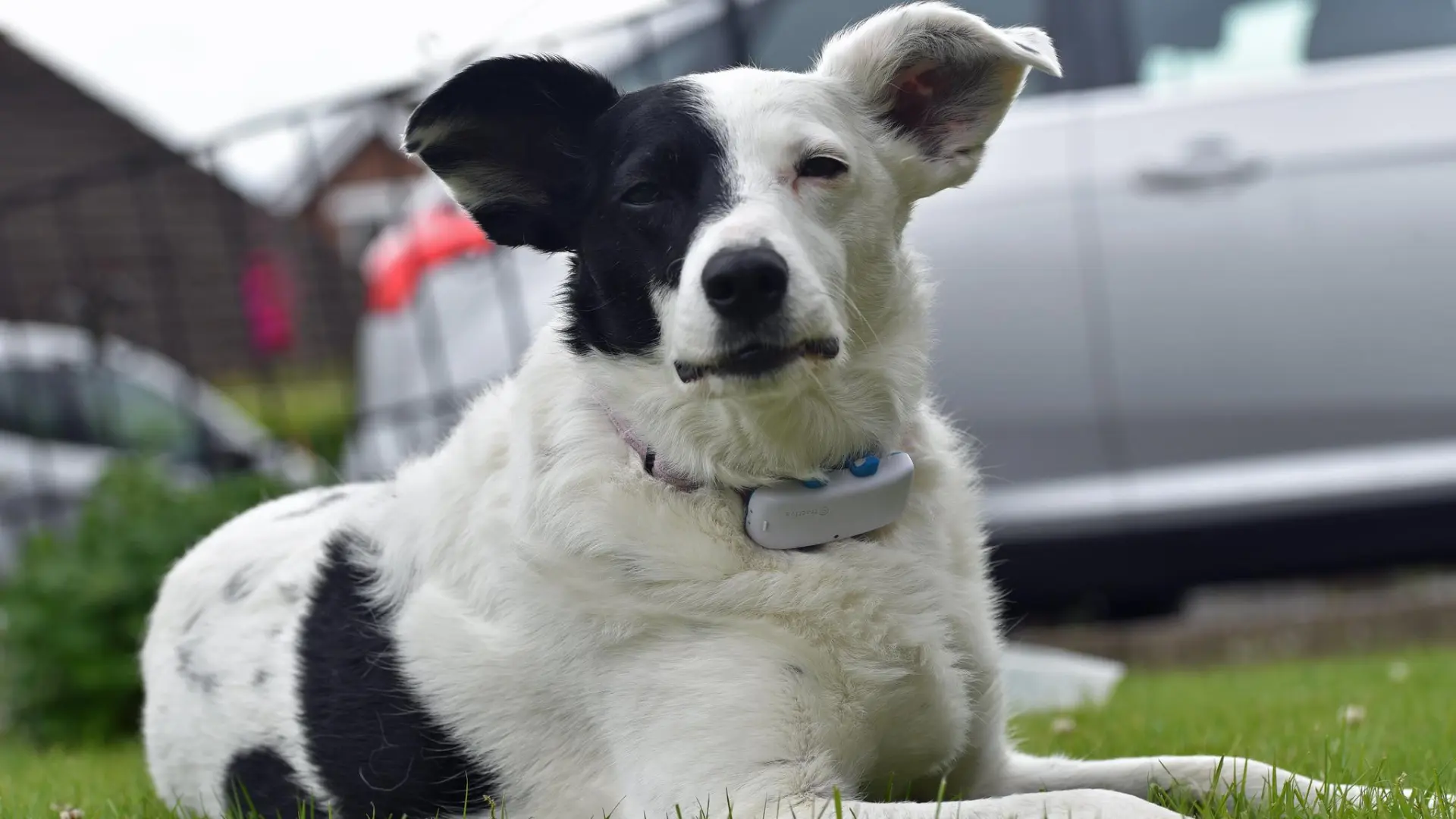 Perder a nuestras mascotas: ¿Estamos preparados para reaccionar a tiempo?