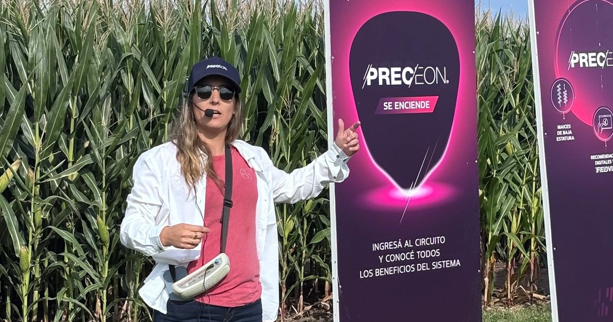Genética y manejo fino para el maíz en una campaña que promete
